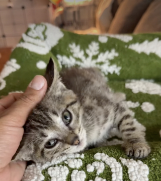 Illustration de l'article : Maigre et malade, ce chaton trouvé sur le trottoir a trouvé une famille aimante grâce à sa sauveuse (vidéo)