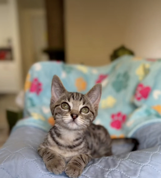 Illustration de l'article : Maigre et malade, ce chaton trouvé sur le trottoir a trouvé une famille aimante grâce à sa sauveuse (vidéo)