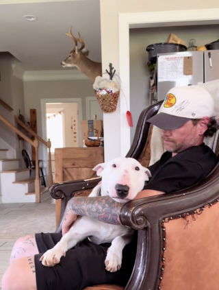 Illustration de l'article : « Il vous donnera tellement d’amour », un homme adopte le Bull Terrier de son défunt meilleur ami, ils se réconfortent mutuellement (vidéo)