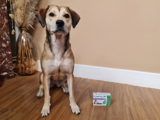 Illustration de l'article : Avis Cazomag pour chien : la mascotte de Woopets a testé l'aliment complémentaire apaisant lors d’une situation difficile