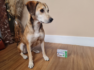 Illustration de l'article : Avis Cazomag pour chien : la mascotte de Woopets a testé l'aliment complémentaire apaisant lors d’une situation difficile