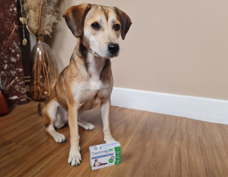 Illustration de l'article : Avis Cazomag pour chien : la mascotte de Woopets a testé l'aliment complémentaire apaisant lors d’une situation difficile
