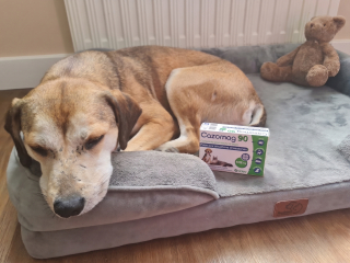Illustration de l'article : Avis Cazomag pour chien : la mascotte de Woopets a testé l'aliment complémentaire apaisant lors d’une situation difficile