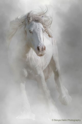Illustration de l'article : 21 photos primées lors d’un concours photo révèlent toute la beauté des animaux au cœur de l’action