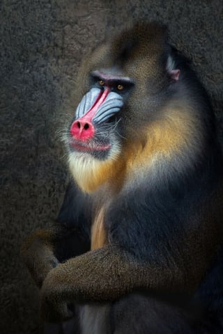 Illustration de l'article : 21 photos primées lors d’un concours photo révèlent toute la beauté des animaux au cœur de l’action