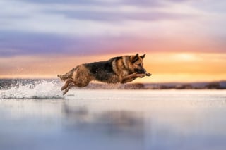 Illustration de l'article : 21 photos primées lors d’un concours photo révèlent toute la beauté des animaux au cœur de l’action