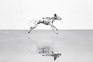 Illustration de l'article : 21 photos primées lors d’un concours photo révèlent toute la beauté des animaux au cœur de l’action