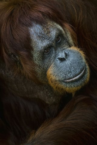 Illustration de l'article : 21 photos primées lors d’un concours photo révèlent toute la beauté des animaux au cœur de l’action