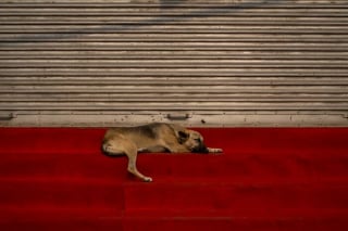 Illustration de l'article : 21 photos primées lors d’un concours photo révèlent toute la beauté des animaux au cœur de l’action
