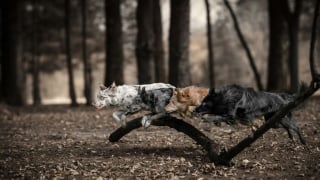 Illustration de l'article : 21 photos primées lors d’un concours photo révèlent toute la beauté des animaux au cœur de l’action