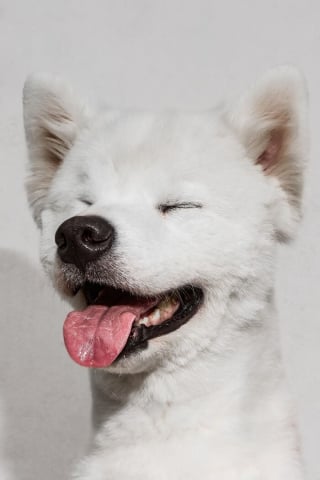 Illustration de l'article : 21 photos primées lors d’un concours photo révèlent toute la beauté des animaux au cœur de l’action