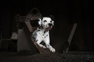 Illustration de l'article : 21 photos primées lors d’un concours photo révèlent toute la beauté des animaux au cœur de l’action