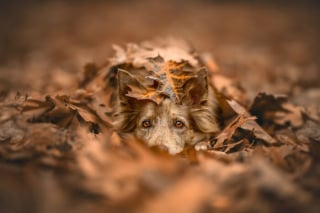 Illustration de l'article : 21 photos primées lors d’un concours photo révèlent toute la beauté des animaux au cœur de l’action