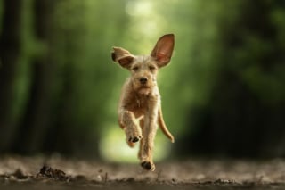 Illustration de l'article : 21 photos primées lors d’un concours photo révèlent toute la beauté des animaux au cœur de l’action