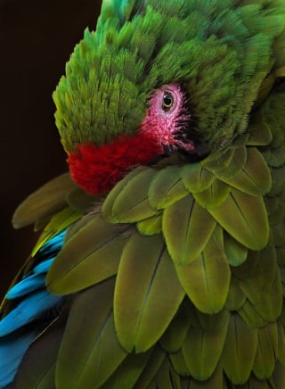 Illustration de l'article : 21 photos primées lors d’un concours photo révèlent toute la beauté des animaux au cœur de l’action