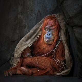 Illustration de l'article : 21 photos primées lors d’un concours photo révèlent toute la beauté des animaux au cœur de l’action