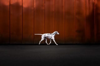 Illustration de l'article : 21 photos primées lors d’un concours photo révèlent toute la beauté des animaux au cœur de l’action
