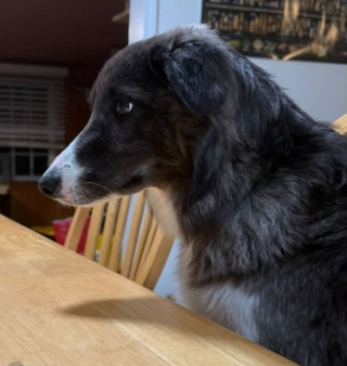 Illustration de l'article : Elle reconna&icirc;t sur une affiche la chienne perdue qu'elle vient de recueillir et permet ses retrouvailles avec son ma&icirc;tre apr&egrave;s 18 jours d'angoisse