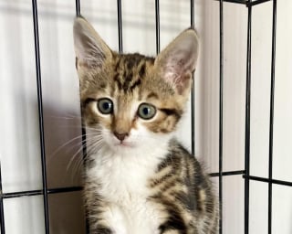 Illustration de l'article : Les employés d’un service de secours démontent une voiture pour sauver un chaton de 7 semaines et lui trouvent une famille d'accueil