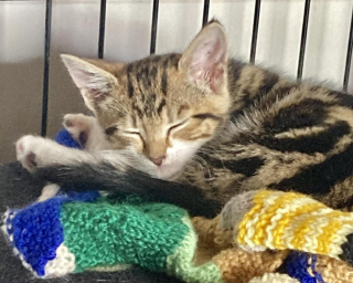 Illustration de l'article : Les employés d’un service de secours démontent une voiture pour sauver un chaton de 7 semaines et lui trouvent une famille d'accueil