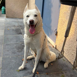 Illustration de l'article : Un incendie en Seine-et-Marne (77) révèle l’enfer vécu par 3 chiens privés de soins pendant des années