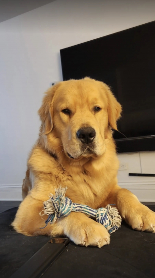 Illustration de l'article : Un Golden Retriever pousse une porte mal ferm&eacute;e chaque jour pour rendre visite &agrave; ses nouveaux voisins devenus sa seconde famille (vid&eacute;o)