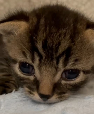 Illustration de l'article : Un chaton atteint du syndrome du nageur reçoit des soins spécialisés grâce à un élan de solidarité alors que sa mère est sauvée d'une maison surpeuplée