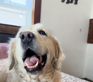 Illustration de l'article : Sauvé d’un élevage intensif où les aboiements étaient interdits, ce Golden Retriever émeut son adoptante en osant s’exprimer pour la première fois (vidéo)