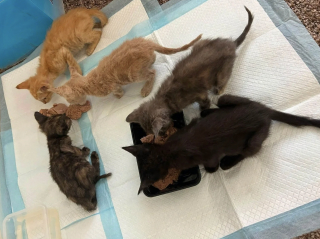 Illustration de l'article : Bless&eacute;e par un tir de carabine &agrave; air comprim&eacute;, cette chatte prot&egrave;ge ses 5 chatons co&ucirc;te que co&ucirc;te jusqu&rsquo;&agrave; leur sauvetage
