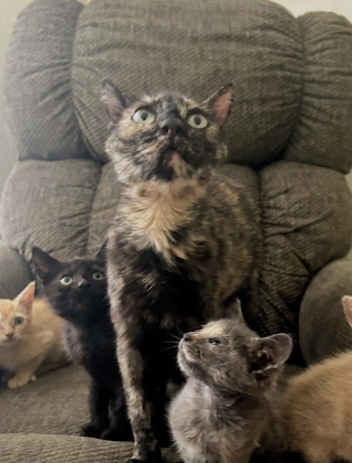 Illustration de l'article : Bless&eacute;e par un tir de carabine &agrave; air comprim&eacute;, cette chatte prot&egrave;ge ses 5 chatons co&ucirc;te que co&ucirc;te jusqu&rsquo;&agrave; leur sauvetage