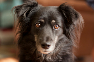 Illustration de l'article : 6 manières dont votre chien vous témoigne toute sa confiance