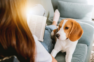 Illustration de l'article : 6 manières dont votre chien vous témoigne toute sa confiance