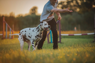 Illustration de l'article : 6 manières dont votre chien vous témoigne toute sa confiance