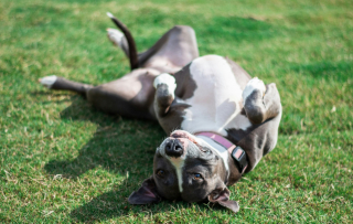 Illustration de l'article : 6 manières dont votre chien vous témoigne toute sa confiance