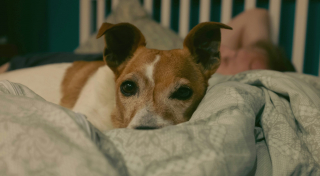 Illustration de l'article : 6 manières dont votre chien vous témoigne toute sa confiance