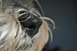 Illustration de l'article : La science prouve que la truffe de votre chien fonctionne comme un détecteur thermique