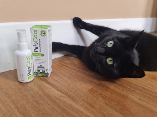 Illustration de l'article : Avis PetsCool Spray : notre test pour détendre un chat stressé par une visite chez le vétérinaire