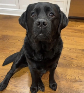 Illustration de l'article : Cette chienne ne savoure pleinement son petit d&eacute;jeuner que si elle le partage pas avec son b&eacute;b&eacute; en peluche (vid&eacute;o)