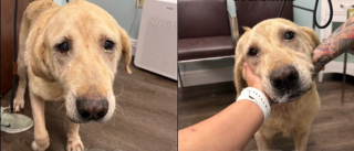 Illustration de l'article : Ce Labrador de 10 ans sauvé d'un éleveur qui le gardait dehors se reconstruit au refuge malgré le manque d'intérêt des adoptants (vidéo)