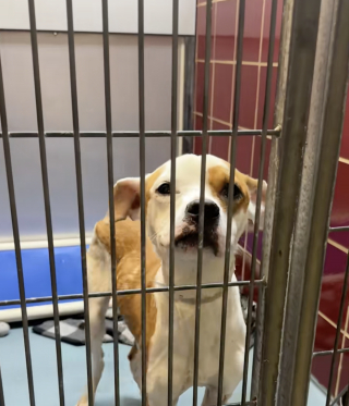 Illustration de l'article : Ignoré par ses anciens propriétaires, ce chien de refuge déborde de joie dès qu’une personne le remarque (vidéo)
