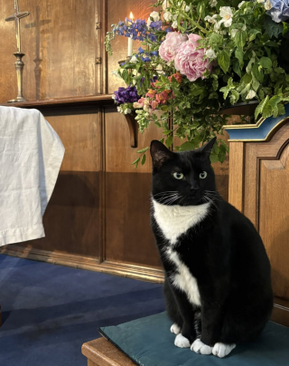 Illustration de l'article : Ce chat a élu domicile dans une église vieille de plusieurs siècles et il en est devenu la meilleure publicité (vidéo)