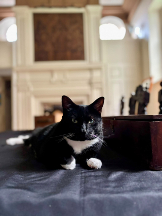 Illustration de l'article : Ce chat a élu domicile dans une église vieille de plusieurs siècles et il en est devenu la meilleure publicité (vidéo)