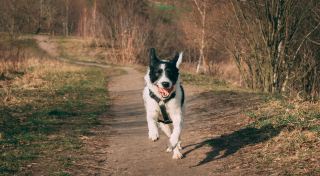 Illustration de l'article : Chien qui court apr&egrave;s les v&eacute;los : est-ce un simple jeu ?