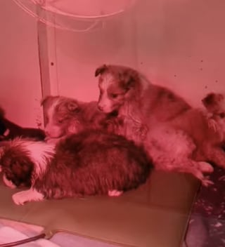Illustration de l'article : « Ils avaient été jetés du pont », 4 chiots Berger Australiens sauvés après avoir été enfermés dans un sac puis jetés dans une rivière en Gironde (33)