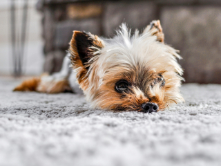 Illustration de l'article : Pourquoi votre chien gratte-t-il frénétiquement votre tapis ?