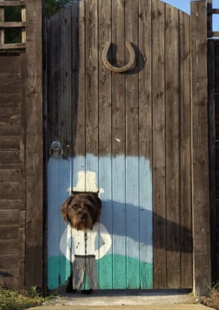 Illustration de l'article : 15 photos de chiens et de chats prises au moment parfait