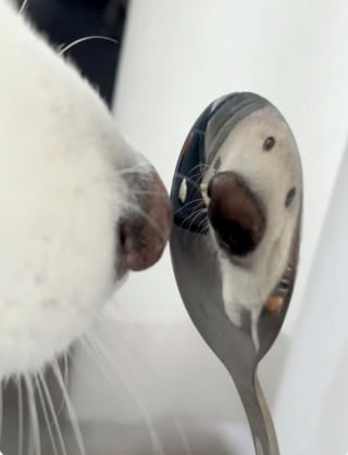 Illustration de l'article : 15 photos de chiens et de chats prises au moment parfait
