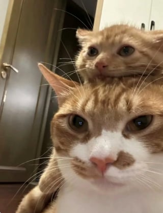 Illustration de l'article : 15 photos de chiens et de chats prises au moment parfait