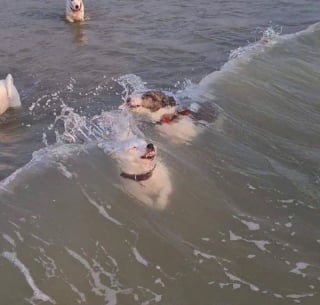 Illustration de l'article : 15 photos de chiens et de chats prises au moment parfait