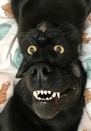 Illustration de l'article : 15 photos de chiens et de chats prises au moment parfait